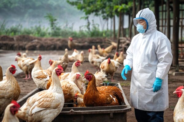 Unheeded COVID-19 Lessons: Experts Warn of Growing H5N1 Bird Flu Pandemic Risks H5N1 Bird Flu Pandemic Risks